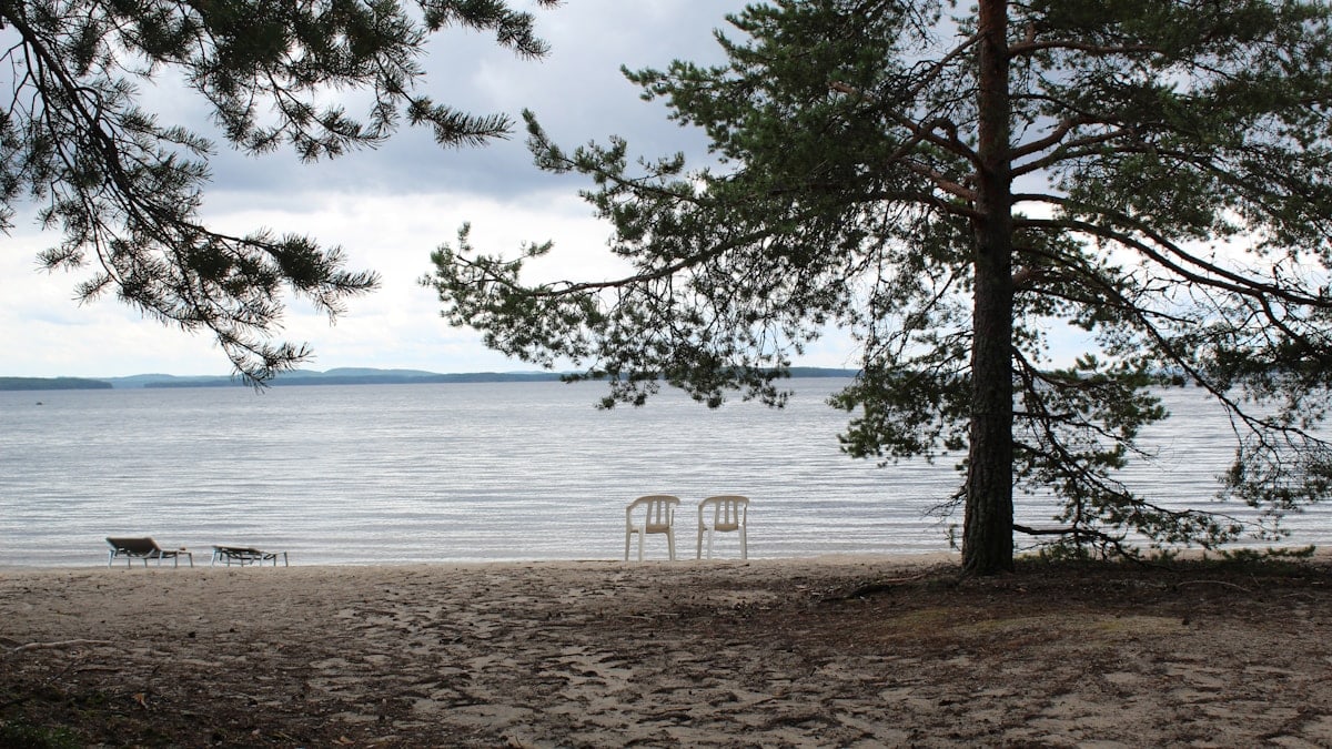 a chair and a tree on a beach
